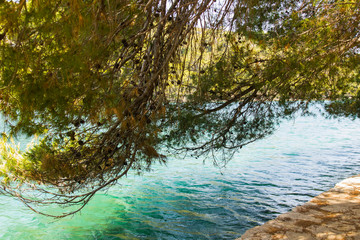 Pinia zwisa nad turkusową wodą morza. Kamienne nabrzeże zaprasza do odpoczynku w cieniu drzewa.
