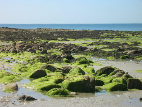 Costa della Bretagna ; Scogli, sabbia , mare e alghe 