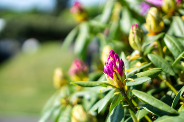 rhododendron in bloom