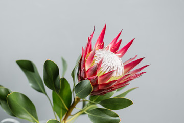 One large flower King Protea. Grows in South Africa. Gray background. - obrazy, fototapety, plakaty