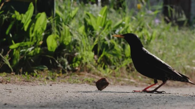 A little starling stubbornly to pick up the piece of bread. As soon as it suceeds, it flies away