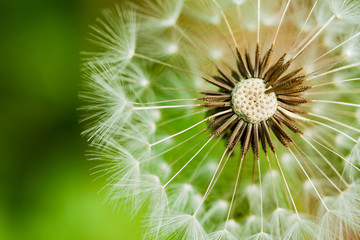 Dandelion focus on green background
