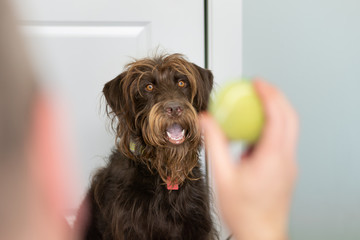 Large Chocolate Labradoodle waits patiently for his owner to through the tennis ball