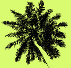 Fototapeta premium view of the crown of a palm tree from below