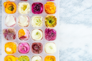 Tray with Frozen Ranunculus Flowers in Ice Cubes