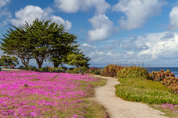Meandering Path with Blooming Pink Wildflowers and Monterey Cypress Trees in Monterey Bay, California