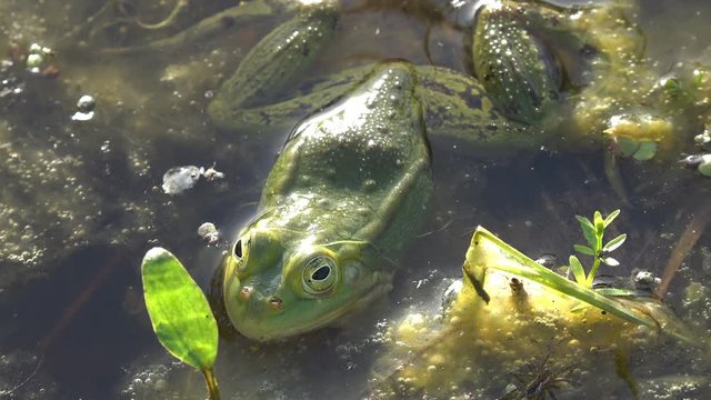 green frog in dark water on a forest swamp on summer morning, Reptile in mating season in the wildland
