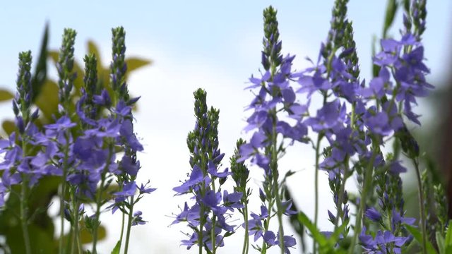 Gro&szlig;er Ehrenpreis (Veronica teucrium)