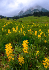 Summer Flowers in Boulder Colorado