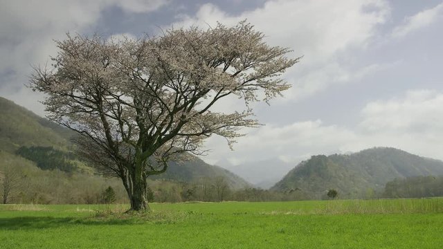 北海道の春 一本桜