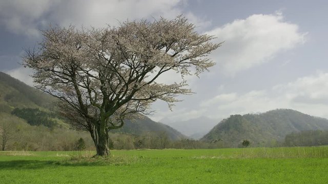 北海道の春 一本桜