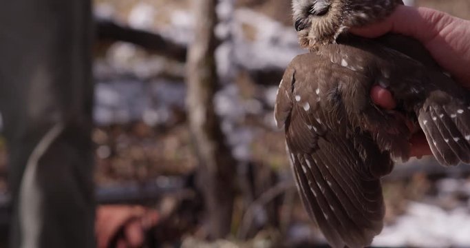 Saw whet owl bites scientist hand as it examines banded leg
