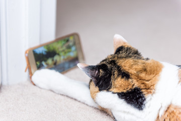 Closeup back of calico cat's head looking at smartphone mobile cell phone video of birds and animals on carpet floor indoor inside house
