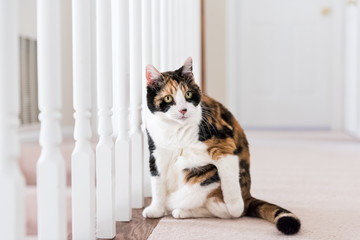 Closeup of calico cat sitting on carpet floor curious distracted looking in home living room by railing stairs, grooming fur, overweight fat excess skin