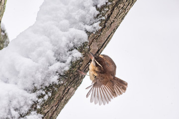Fototapeta premium Closeup of one small brown carolina wren bird sitting perched on tree branch trunk during heavy winter snow colorful in Virginia, snow flakes falling, fluffing wing feathers
