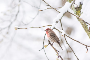 One male red house finch closeup, Haemorhous mexicanus, bird sitting perched on tree branch during heavy winter snow colorful in Virginia, snow flakes falling