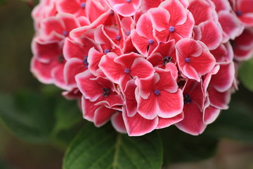Fototapeta premium 鮮やかなピンクの紫陽花