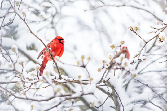 Closeup of one vibrant saturated red northern cardinal, Cardinalis, bird sitting perched on tree branch during heavy winter snow colorful in Virginia, snow flakes falling by finch