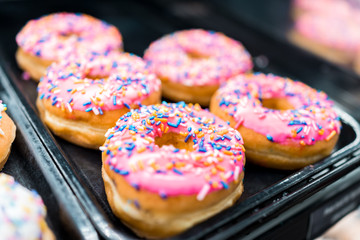 Colorful pink glaze icing donuts with rainbow blue, orange, yellow sprinkles on tray in fresh bakery store shop deep fried vanilla delicious macro closeup