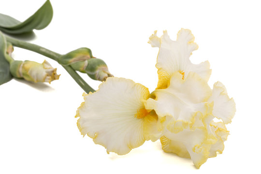 Yellow flower of iris, isolated on white background