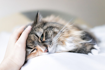 Closeup portrait of cute sad calico maine coon cat lying on bed in bedroom room, being massaged,...