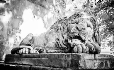 sleeping lion in Lviv