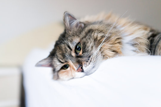 Closeup portrait of cute calico maine coon cat lying on bed in bedroom room, looking down sad or bored, depression