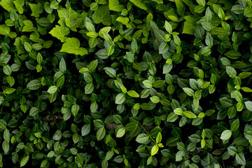 Nice fresh green bush leaves closeup texture background