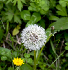 Dandelion on grassy background