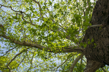 Beautiful green tree, seen from below