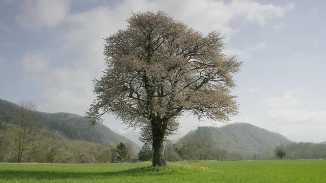 北海道の春 一本桜