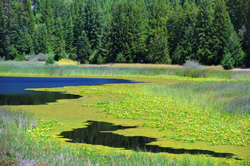 Mountain run-off creates a valley of wetland.