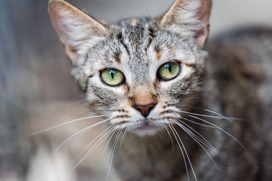 Stray tabby cat with green eyes macro closeup on sidewalk streets in New Orleans, Louisiana begging