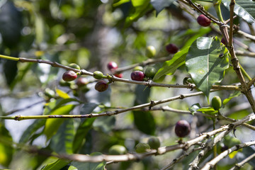 Detail of ripening red wild coffee beans on the side of the road in Flores, Indonesia.