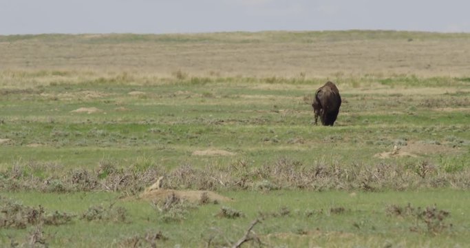 Bull Bison grazes with prairie dog in foreground