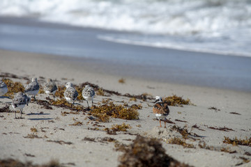 Ruddy Turnstones and Sandpipers at the beach