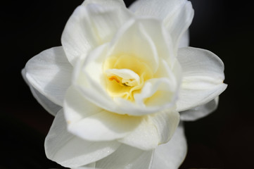Obraz na płótnie Canvas A macro close up of a blooming amaryllis flower.