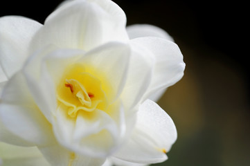 Obraz na płótnie Canvas A macro close up of a blooming amaryllis flower.