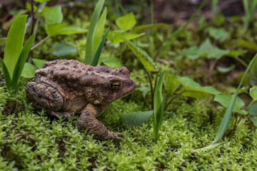 Toad sitting on mossy forest floor