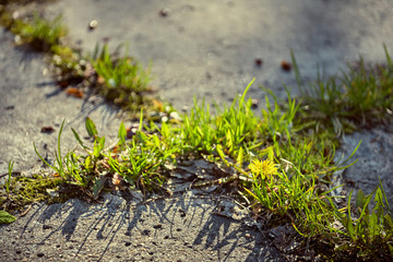 spring grass and flower grows between road tiles