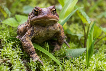 Toad sitting on mossy forest floor