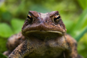 Toad sitting on mossy forest floor