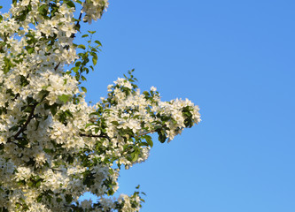 Blossoming apple tree.