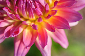 Close-up of "Goodwill 90" dahlia flower.
