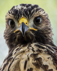 DeMille's Close-Up