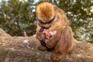 Female Barbary macaque with new born baby. 
