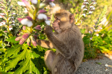 A young Barbary macaque eating a flower. 