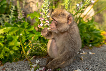 A young Barbary macaque eating a flower. 