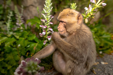 Obraz premium A young Barbary macaque eating a flower. 