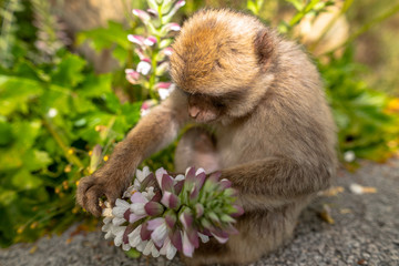 A young Barbary macaque eating a flower. 